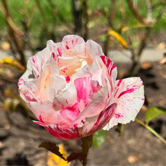 cdaul10